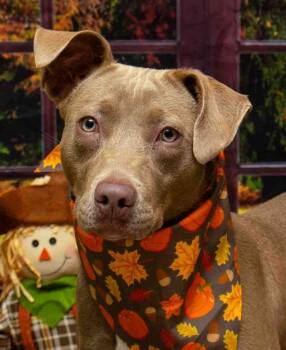 Rescue Terrier Dogs for Adoption in Sanford, Florida - Adeline | PetCurious