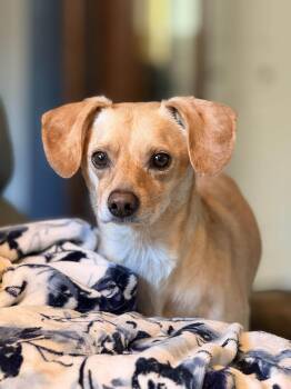 Rescue Beagle Dogs for Adoption in Georgetown, California - Dallas | PetCurious