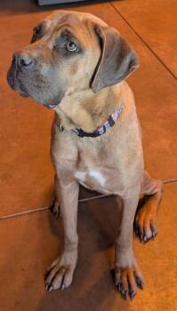 Rescue Cane Corso Dogs for Adoption in Larkspur, Colorado - Susannah Muffin | PetCurious
