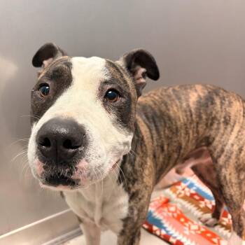 Mixed Breed Dogs Available for Adoption - Get Connected! For Free | PetCurious