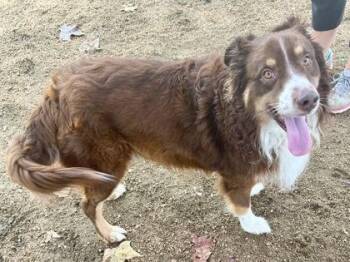 Cinco -  Mixed Breed Dog for Adoption in Georgetown, Texas - Cinco | PetCurious