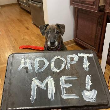 Labrador Retriever Dogs Available for Adoption - Cocina | PetCurious