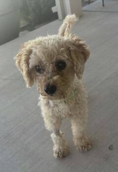 Popcorn -  Poodle Dog for Adoption in Mesa, Arizona - Popcorn | PetCurious