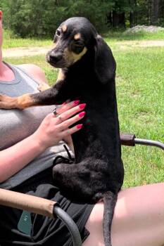Bandit -  Hound Dog for Adoption in Augusta, Georgia - Bandit | PetCurious