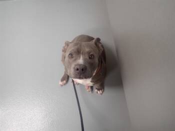 Rescue Pit Bull Terrier Dogs for Adoption in St. Cloud, Florida - GUM DROP | PetCurious