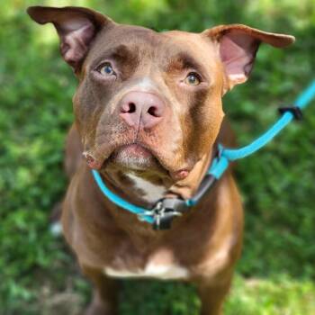 Mixed Breed Dogs Available for Adoption in Sarasota, Florida - Becky | PetCurious
