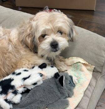 Lhasa Apso and Havanese Dogs Available for Adoption - Teddy | PetCurious