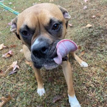 Boxer and Mixed Breed Dogs Available for Adoption in Fredericksburg, Virginia - Davies | PetCurious