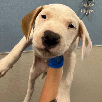 Cash -  Mixed Breed Dog for Adoption in Las Cruces, New Mexico - Cash | PetCurious