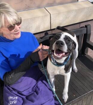 Rescue Mixed Breed Dogs for Adoption in Chamblee, Georgia - Miley | PetCurious