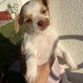 Rosie -  Shih Tzu Dog for Adoption in Harlingen, Texas - Rosie | PetCurious
