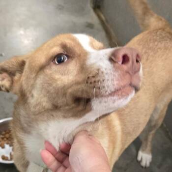 Draco -  Husky and Yellow Labrador Retriever Dog for Adoption in Hannibal, Missouri - Draco | PetCurious