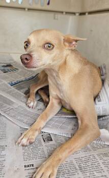 Hanzelka WA14527-T LOCAL Adoption Event in Bellevue 8/21 -  Chihuahua Dog for Adoption in Missouri City, Texas - Hanzelka WA14527-T LOCAL Adoption Event In Bellevue 8/21 | PetCurious