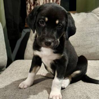 Mixed Breed Dogs Available for Adoption - Deena | PetCurious