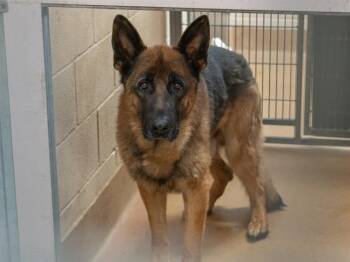 AUGIE DOGGIE -  German Shepherd Dog Dog for Adoption in Martinez, California - AUGIE DOGGIE | PetCurious