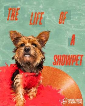 Yorkshire Terrier and Mixed Breed Dogs Available for Adoption in Fort Worth, Texas - Violette | PetCurious