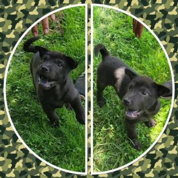 SCREECH AUSTIN -  Shar Pei and Pit Bull Terrier Dog for Adoption in Buckhannon, West Virginia - SCREECH AUSTIN | PetCurious