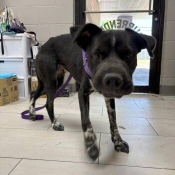 Cowgirl -  English Bulldog Dog for Adoption in Lufkin, Texas - Cowgirl | PetCurious