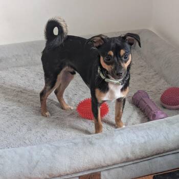 Juanton -  Mixed Breed Dog for Adoption in Harrisonburg, Virginia - Juanton | PetCurious