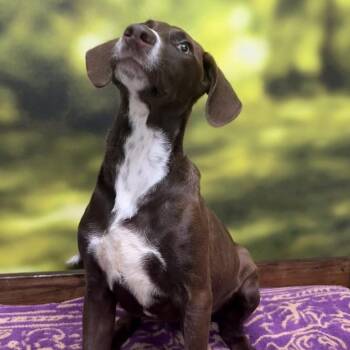 Star Crunch -  Mixed Breed Dog for Adoption in Auburn, New Hampshire - Star Crunch | PetCurious