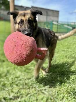 German Shepherd Dog Dogs Available for Adoption in St. Peters, Missouri - ROMEO | PetCurious