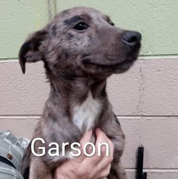 Catahoula Leopard Dog Dogs Available for Adoption in Maynardville, Tennessee - Garson | PetCurious