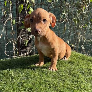 Bambi -  Dachshund Dog for Adoption in Harlingen, Texas - Bambi | PetCurious