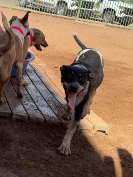 Buttercup -  Mixed Breed Dog for Adoption in Hobbs, New Mexico - Buttercup | PetCurious