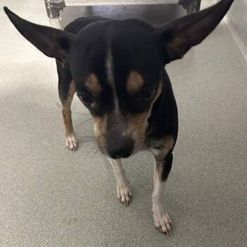 Chihuahua Dogs Available for Adoption in Abilene, Texas - Federico | PetCurious