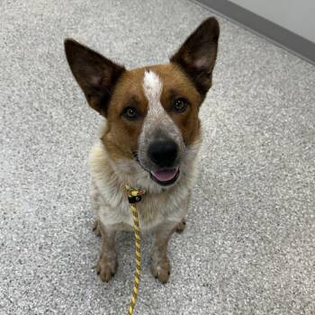 Rescue Cattle Dog Dogs for Adoption in Detroit Lakes, Minnesota - Cheech | PetCurious