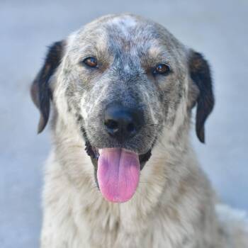 Jolene -  Australian Cattle Dog Blue Heeler and Great Pyrenees Dog for Adoption in Ottawa, Kansas - Jolene | PetCurious