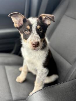 Australian Cattle Dog Blue Heeler Dogs Available for Adoption in Salt Lake City, Utah - Luma | PetCurious