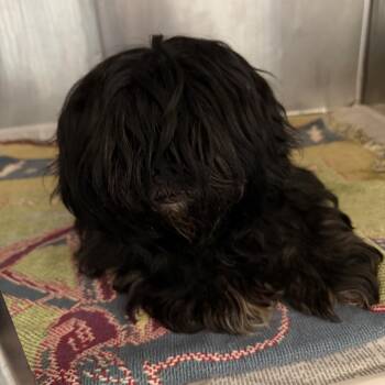 Boyboy -  Shih Tzu Dog for Adoption in Northbrook, Illinois - Boyboy | PetCurious