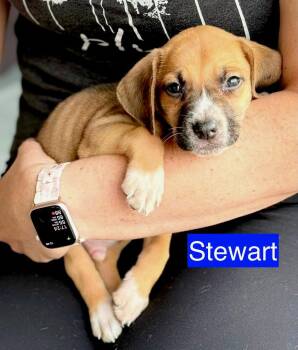 Stewart -  Hound Dog for Adoption in Gilberts, Illinois - Stewart | PetCurious
