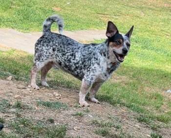 Parson Russell Terrier and Australian Cattle Dog Blue Heeler Dogs Available for Adoption in West Memphis, Arkansas - Duke | PetCurious
