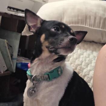 Millie Pooh -  Rat Terrier Dog for Adoption in Spring Hill, Kansas - Millie Pooh | PetCurious