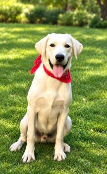 Cooper -  Yellow Labrador Retriever Dog for Adoption - Cooper | PetCurious