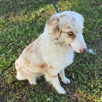 Sedona -  Australian Shepherd Dog for Adoption in Williston, Florida - Sedona | PetCurious