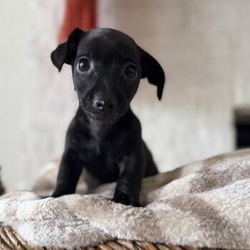 Tater Tot -  Chihuahua and Miniature Dachshund Dog for Adoption in Baton Rouge, Louisiana - Tater Tot | PetCurious