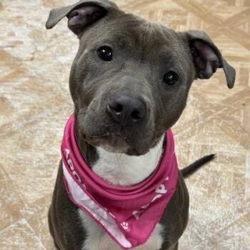 Scarlett -  Pit Bull Terrier Dog for Adoption in Worcester, Massachusetts - Scarlett | PetCurious
