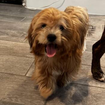 Lhasa Apso and Maltese Dogs Available for Adoption in Houston, Texas - Meet Sweet May | PetCurious