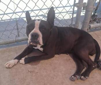 Rescue American Staffordshire Terrier Dogs for Adoption in Tulare, California - Bailey | PetCurious