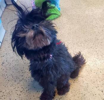 Shih Tzu and Mixed Breed Dogs Available for Adoption in St. Louis, Missouri - SKEETER | PetCurious