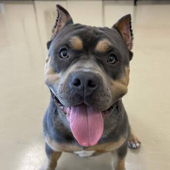 Chopper -  Terrier Dog for Adoption in Des Moines, Iowa - Chopper | PetCurious