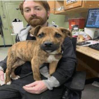 Pit Bull Terrier Dogs Available for Adoption - Brasco | PetCurious