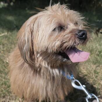 Owen -  Mixed Breed Dog for Adoption in Wheeling, Illinois - Owen | PetCurious