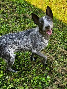 Lacy -  Australian Cattle Dog Blue Heeler and Jack Russell Terrier Dog for Adoption in Joppa, Alabama - Lacy | PetCurious