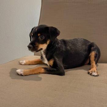 Chocolate - Costa Mesa Location *Available 9/19* -  Terrier and Mixed Breed Dog for Adoption in Chino Hills, California - Chocolate - Costa Mesa Location *Available 9/19* | PetCurious