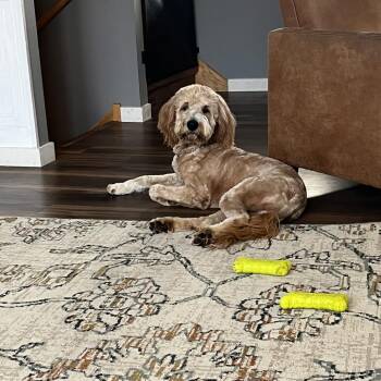 Golden Retriever and Poodle Dogs Available for Adoption - Otto D11402 | PetCurious