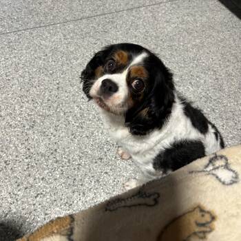 Megan -  Cavalier King Charles Spaniel Dog for Adoption in Antwerp, Ohio - Megan | PetCurious